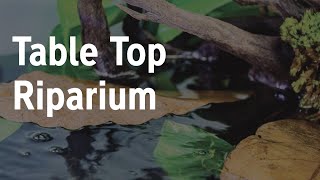 Table Top Vivarium