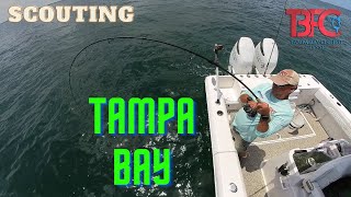 Scouting inside Tampa Bay!