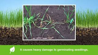 Game Over for Wireworms #3 Feeding Cycles