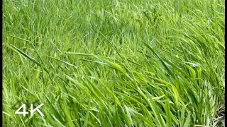 Grass Blowing in Wind Sound Effect and Stock Video | Rustling Sound of Wind Through Tall Grass