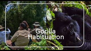 Gorilla habituation experience (Incredible 4 hours with the gorillas) Mountain gorilla habituation