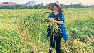 Harvesting and collecting high-quality Iranian rice