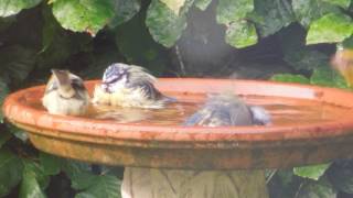 Blue Tits Bath Time