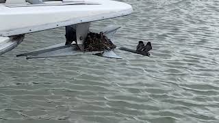 Bird nest with babies on the neighbors anchor