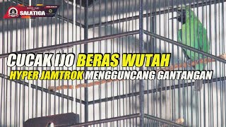 BERAS WUTAH HYPER JAMTROK MENGGUNCANG GANTANGAN