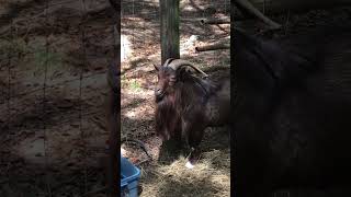 Screaming goat  #goat #farmliving #farmlifestyle #screaminggoat #getmorroutdoors