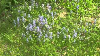 Ajuga: A splash of spring color in the lawn or landscape.