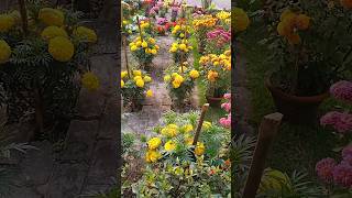 Unexpected , Beautiful Garden 🥰🔥🙏,#shorts ,#short ,#farming ,#viral ,#green ,#terrace ,#shortvideo ,