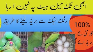 Ringneck Breeding Tips/ Ringneck Se Breed Lene ka Tarika/ Urdu Hindi