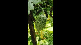 Bittermelon Gardening Landscape #shorts