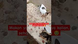 Berbagi DryFood Untuk Kucing Jalanan 😇