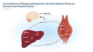 Dietary Sugars: Not as Sour as they are made out to be - Dennis Bier