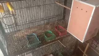 Love bird breeding tips|Love birds breeding progress check ke or nesting b de di