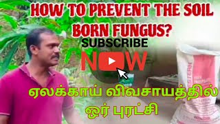 How to prevent the soil born fungus? ஏலக்காய்