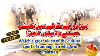 Traditional Bull Race in Moart Village, Pakistan: Exciting Competition and Community Spirit #bulls