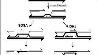 Genetic recombination | Wikipedia audio article