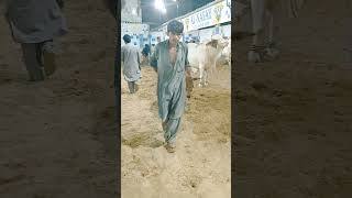 #2024 #bakraeid #cattlemarket #cowmandi #cow #karachicattlecollection #viral #Northern bypass