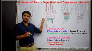 Anatomy of  Arteries of palm - Arterial arches of Palm (Superficial palmar arch & Deep palmar arch)