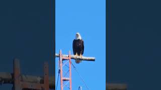 Bald Eagle Checking Out the People #baldeagle #nature #vancouverisland #travel #vanisle #ocean