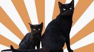 Why are black cats considered bad luck?