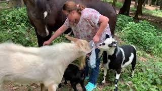 Nicole is teaching Beauty AND the goats!!!! #LibertywithBeauty