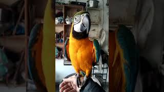 hand tamed macaw parrot #macaw