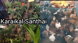 Karaikal Santhai | Karaikal Vlog | Nisa kitchen