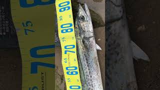 サワラゲット！91CM ショアジギング。KING MACKEREL JAPAN FISHING