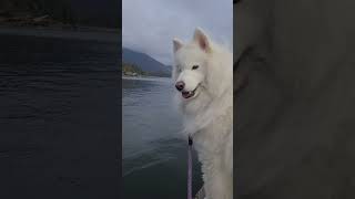 Fluffy pup at JWS dock