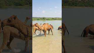 Camels under water #shorts  #shortvideo  #youtubeshorts