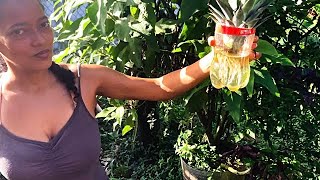 How to Grow Pineapple Fruit from Stalk in a Coke Bottle & Plant It