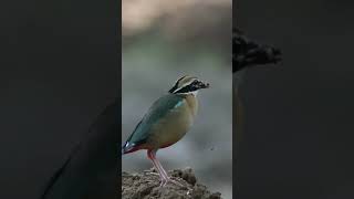 Captured the Exquisite Pose of the Indian Pitta (Nine-Color Bird) #shorts #short