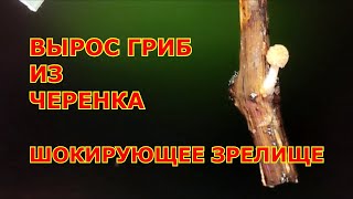 Вырос гриб из черенка винограда. Шокирующее зрелище