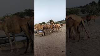 Camel Bell sound |White Desert #trending  #shorts #shortvideo  #viralshorts #desertworld #camelrock