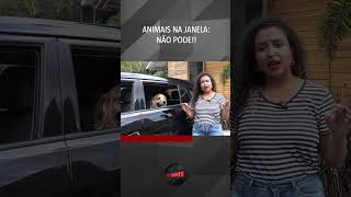 Não deixe animais na janela carro! | #shorts