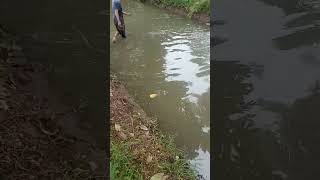 IKAN GAK USAH BELI TINGGAL AMBIL(3)