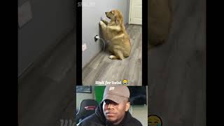 Wait for twist😂#shorts #trending #tamilcomedy #dog #cutedog #iphone #audioeffect #memes SHELBY