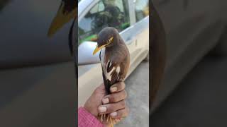 English main is bird ka kya naam hai? #kashmir #trandingshorts #subscribe #viralshorts #viraltiktok