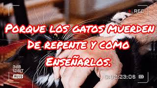 Porque los gatos muerden de repente.