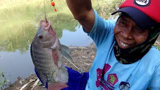 Galak Banget Ikan Di Sungai Ini Brow Pancing Baru Lempar Langsung Nut