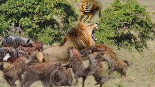 Poor Lion Was Surrounded by Hyenas and Call Screams of Pain to Teammate Come To Rescue