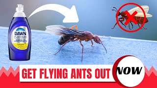 How To Get Rid Of Flying Ants and Prevent Their Return (Amazing Tricks)