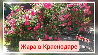 Жара в Краснодаре 1 июня Переезд в Краснодар