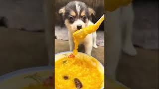 A Day in the Life of Dogs eats pumpkin Millet porridge #shorts #viral