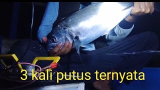 sampai putus tiga kali ternyata ikan besar yang makan