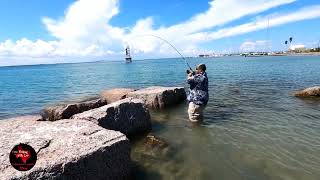 Spanish mackerel at the dolphin cove