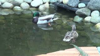 Ducks in the Backyard 03-28-2013