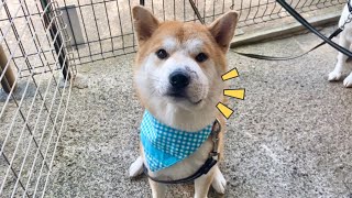 マムシに噛まれた悲劇な柴犬笑太郎