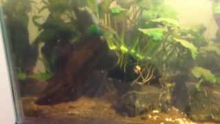 Update All Aquariums 07/28/2014