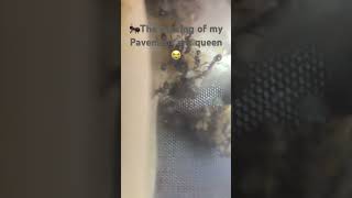 The passing of my pavement ant queen😭